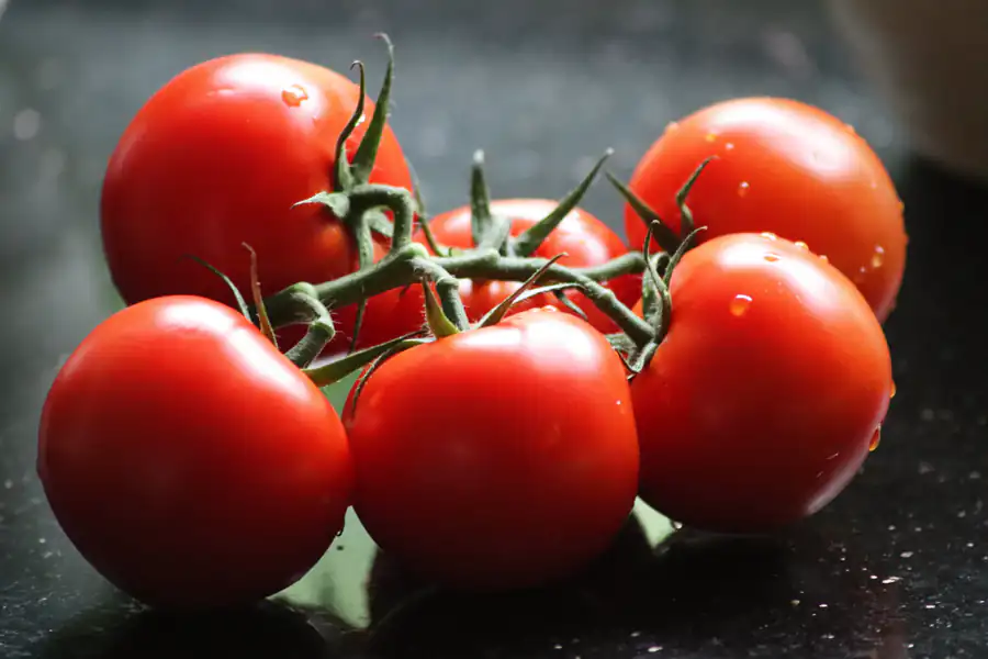 Tomates vermelhos de ramo com gotas de água