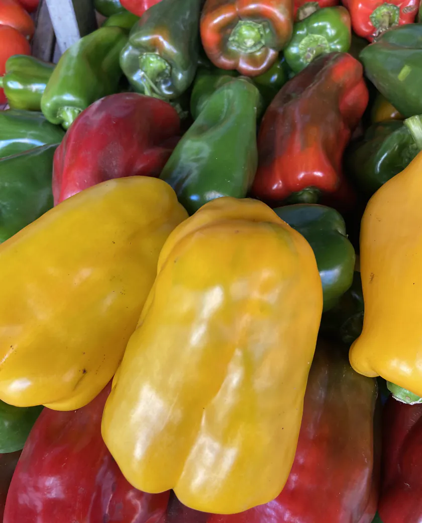 Pimentões amarelo, vermelho e verde separados por calibre